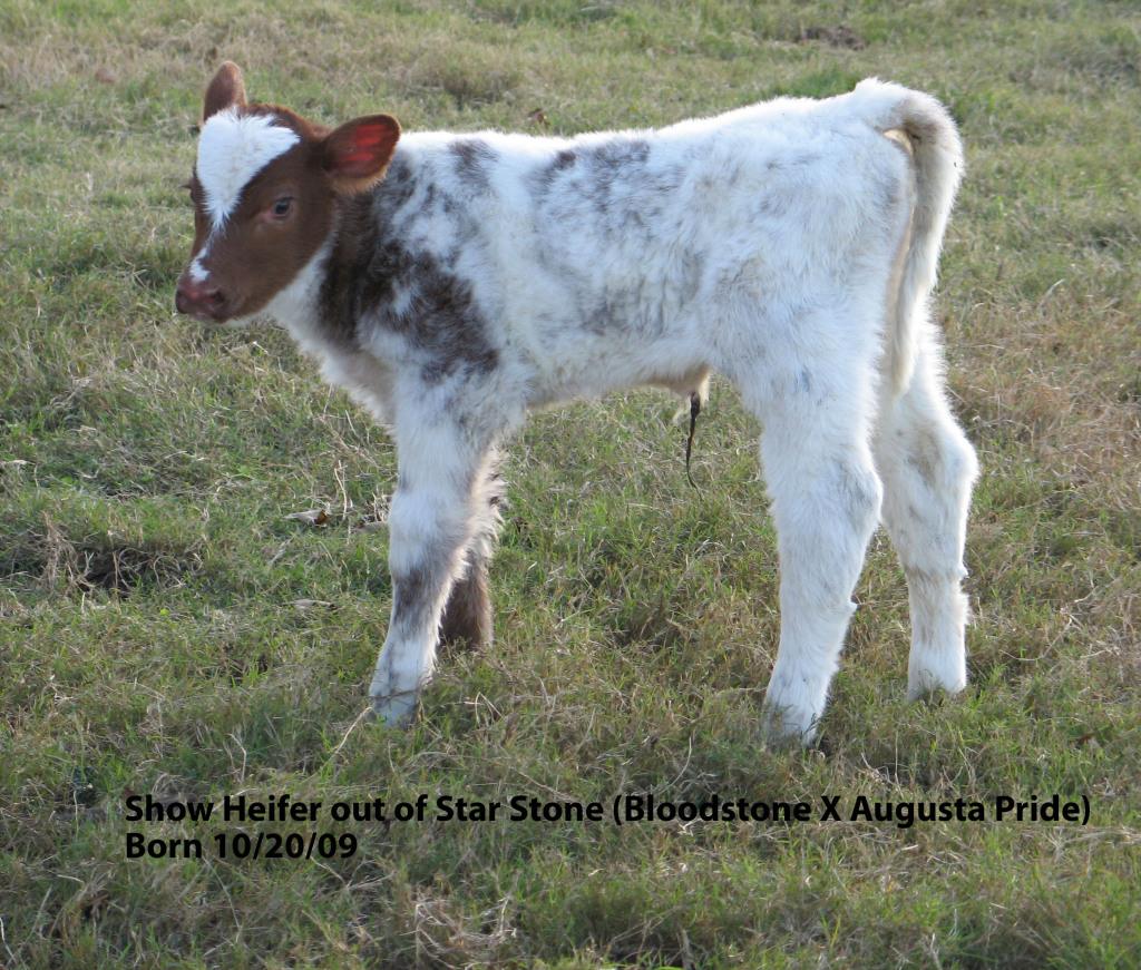 Shorthorn Cattle